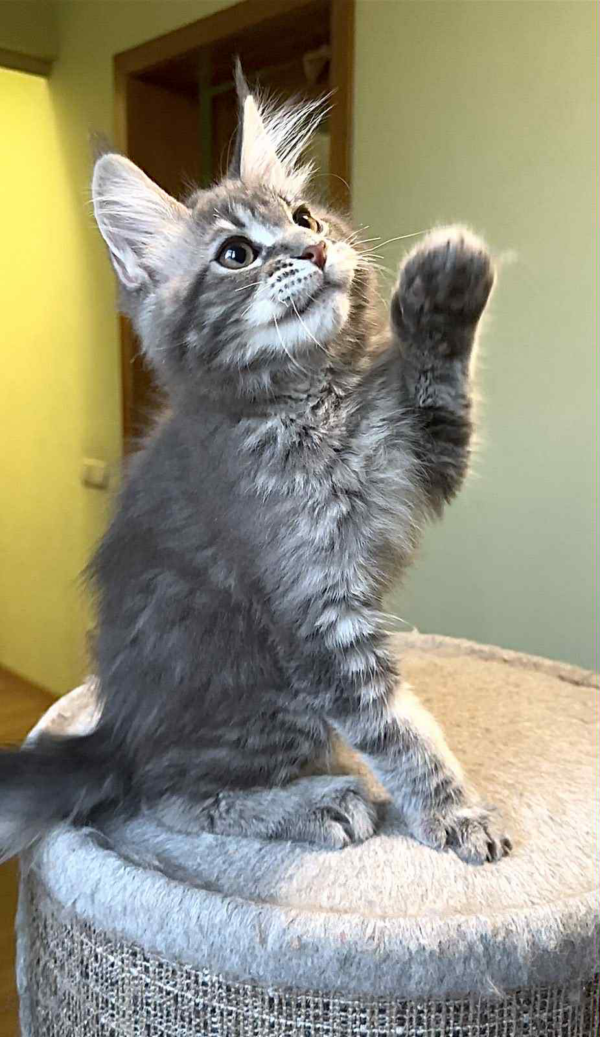 Niko-Male - Image 3