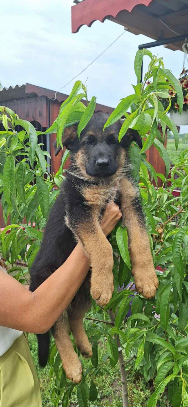 Rex-Male - Image 3