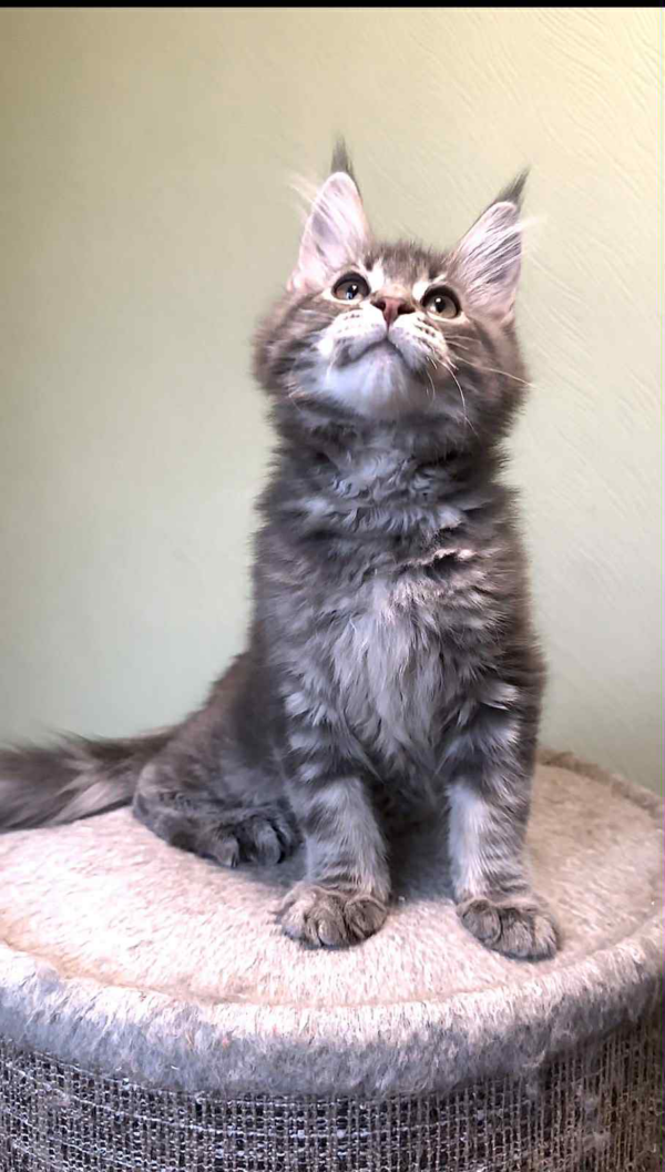 Niko-Male - Image 6