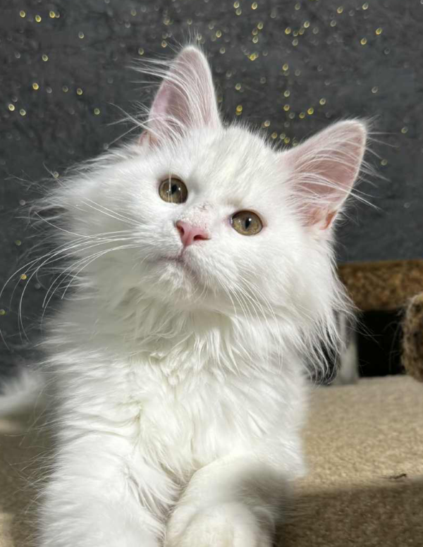 Ivi-Female