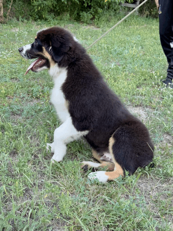 Adler-Male - Image 14