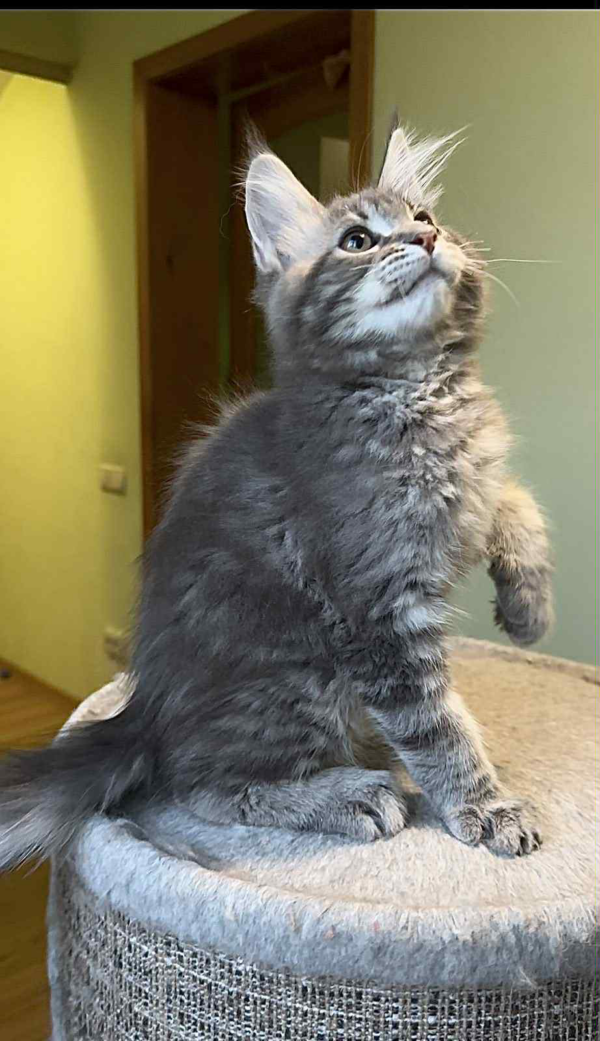 Niko-Male - Image 5