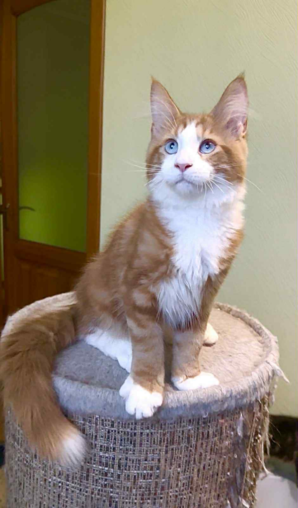 Max-Male - Image 2
