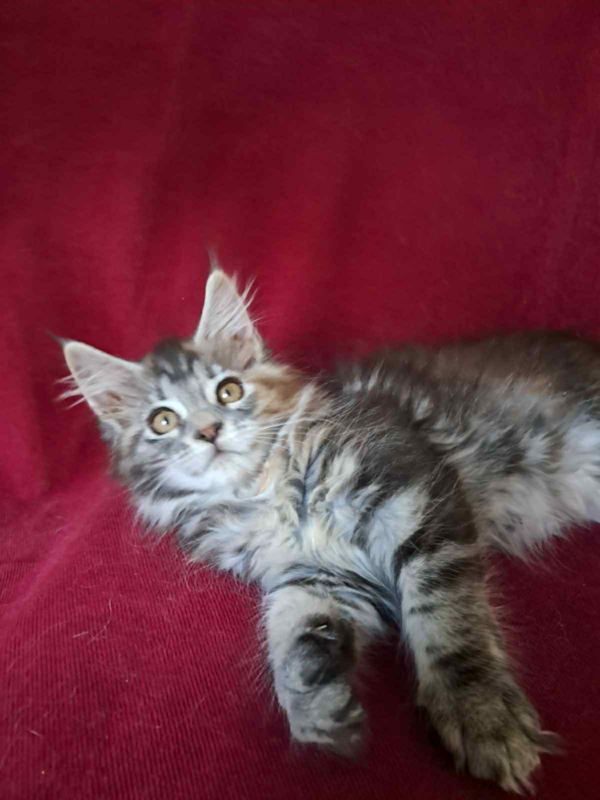 Betty-Female - Image 8