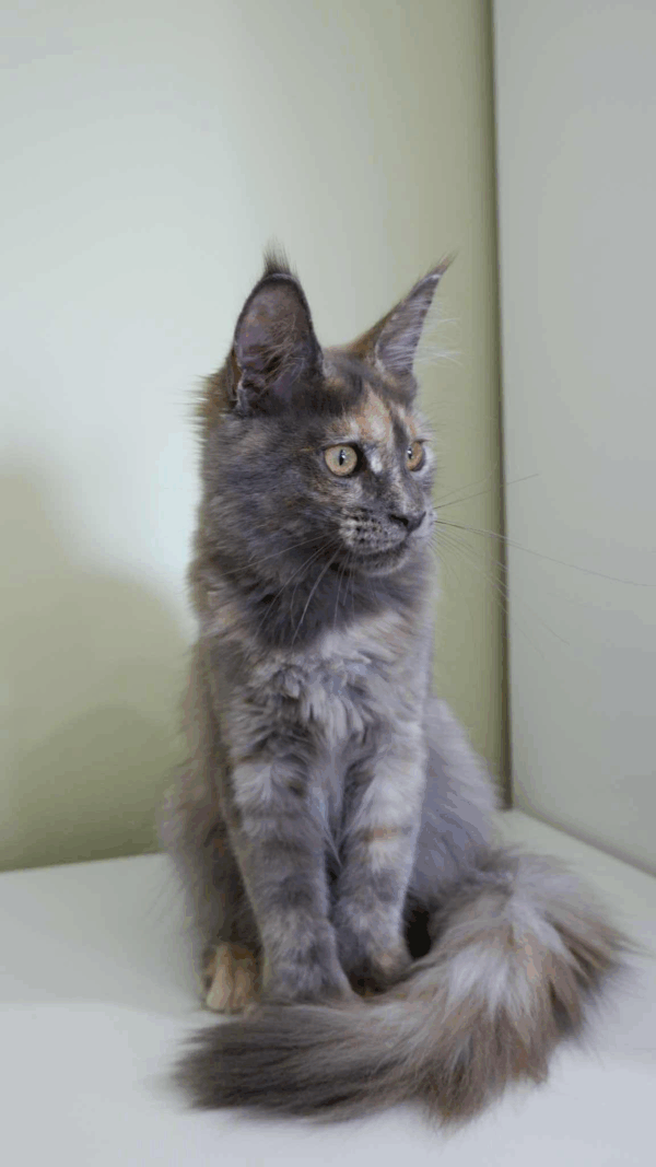 Dakota-Female - Image 9