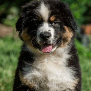 Adler-Male