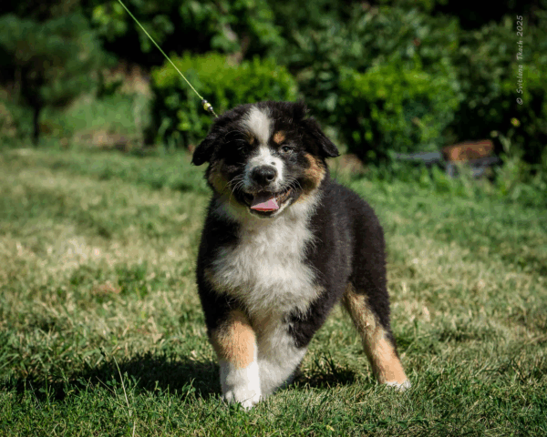 Adler-Male - Image 8