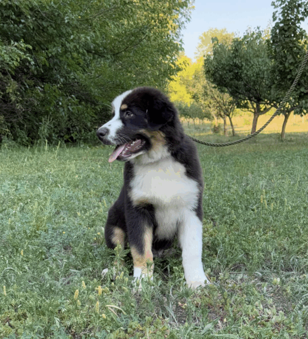 Adler-Male - Image 16