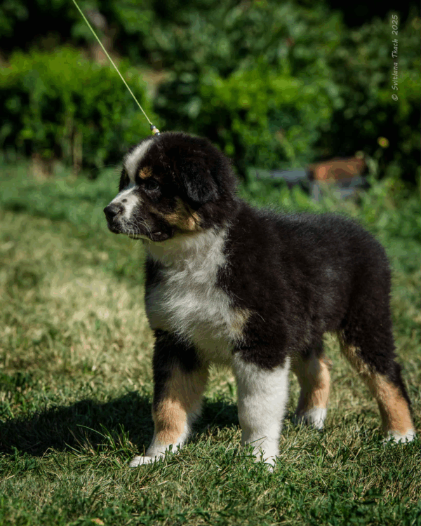 Adler-Male - Image 10