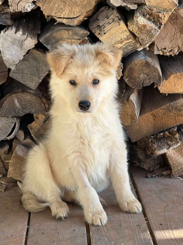 Ricco-Male - Image 4