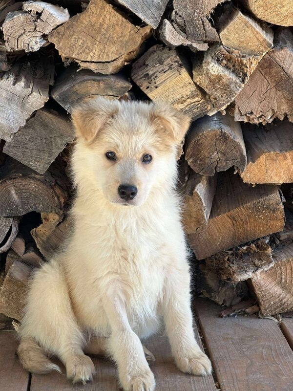 Ricco-Male - Image 3