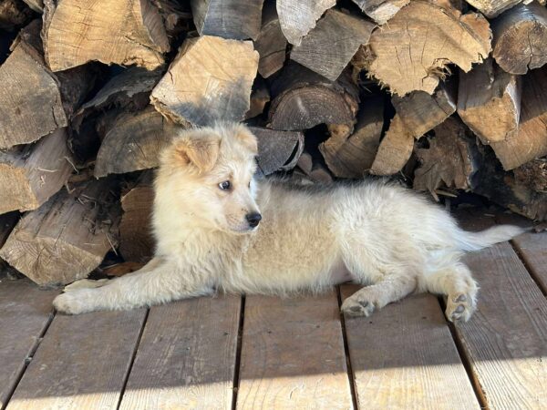 Ricco-Male - Image 2