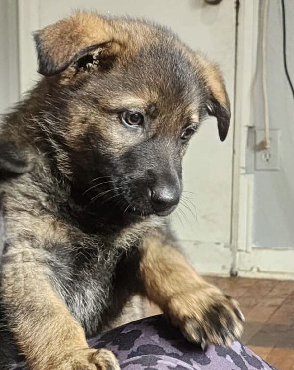 Harmony-Female