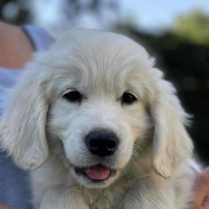 Ginger-Female