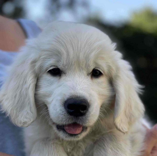 Ginger-Female