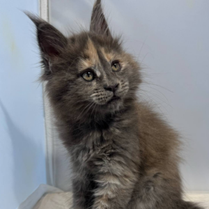 Dakota-Female