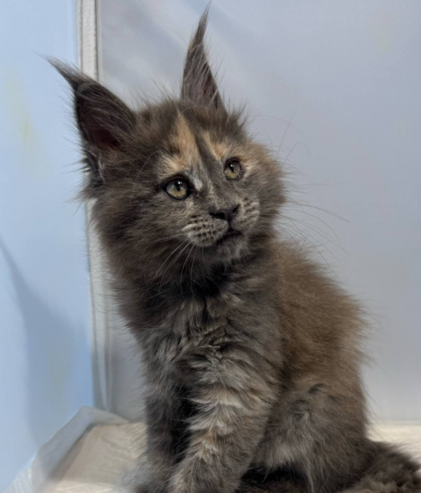Dakota-Female