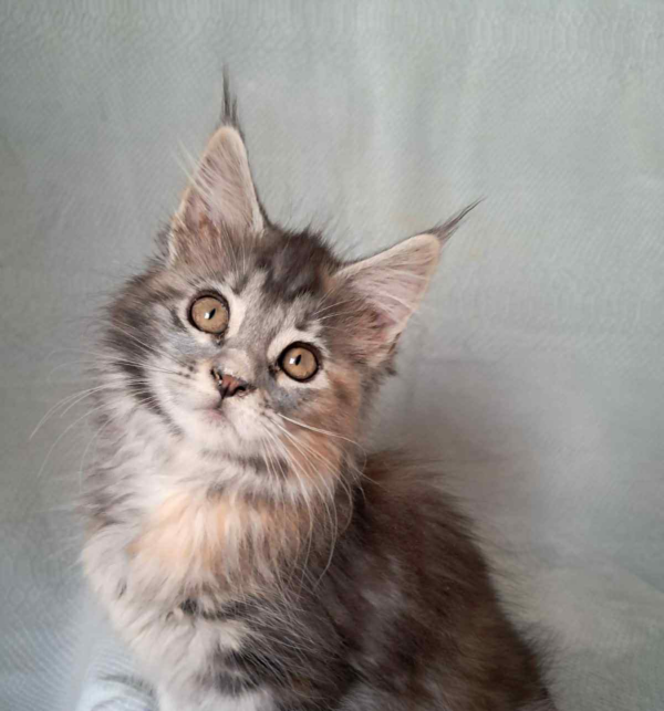 Betty-Female - Image 3