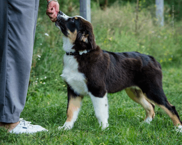 Adler-Male - Image 23