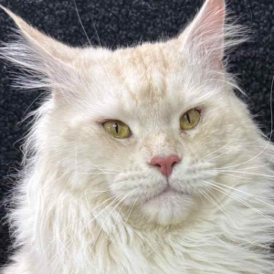 Lotos-Male