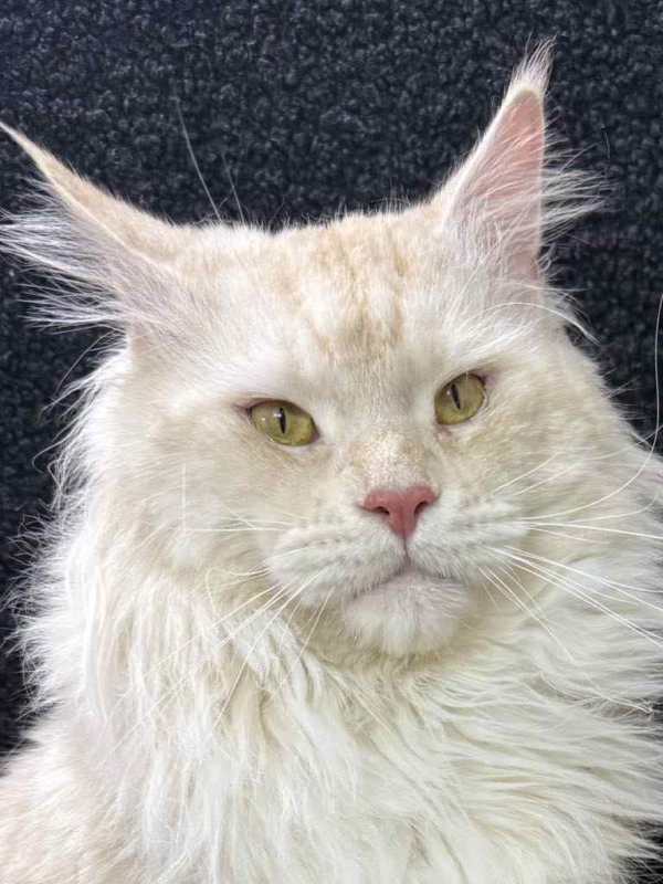 Lotos-Male