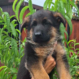 Rex-Male