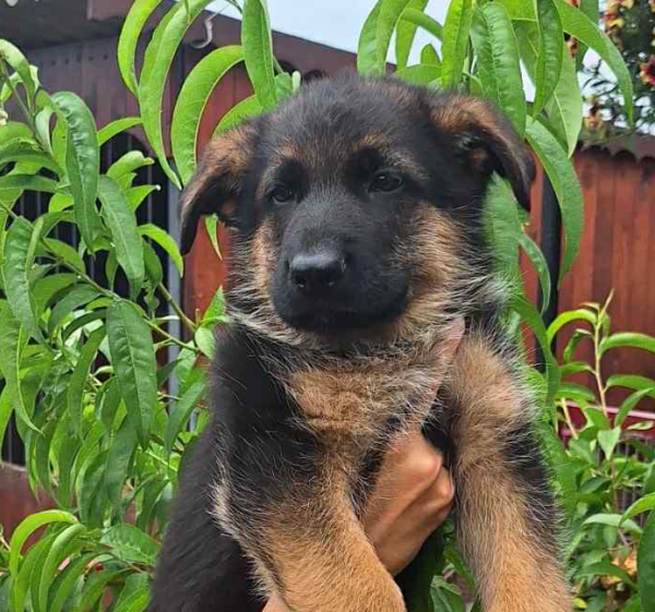 Rex-Male