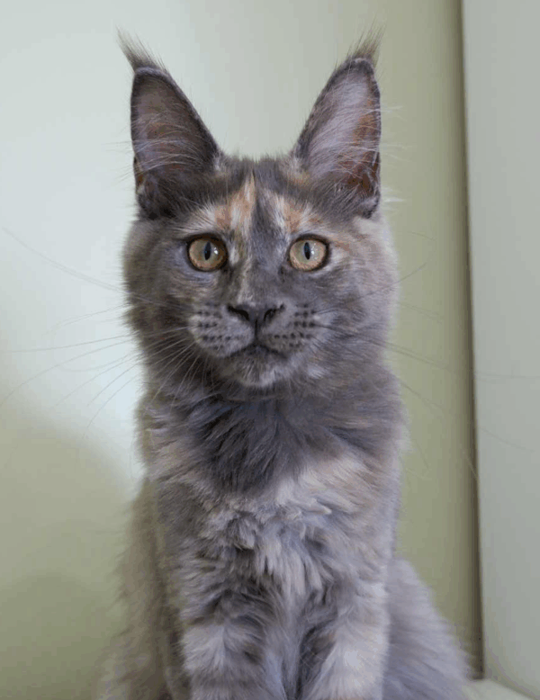 Dakota-Female