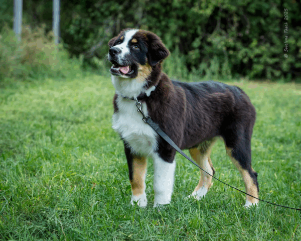 Adler-Male - Image 26