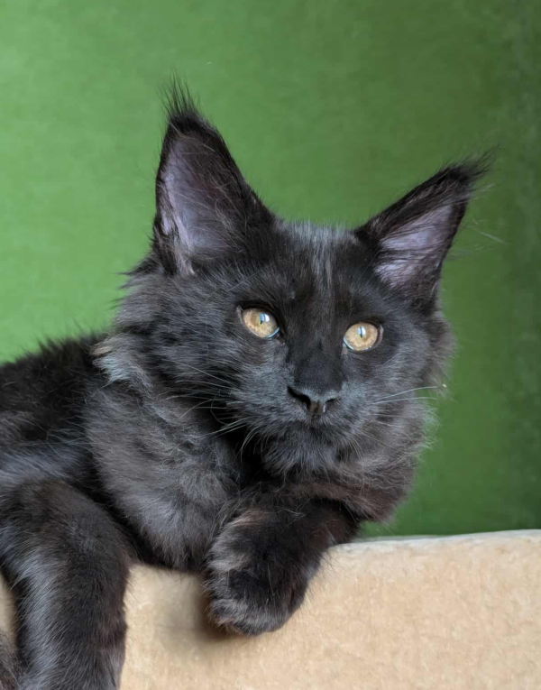 Tommy-Male