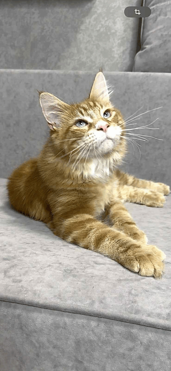 Matvey-Male - Image 8