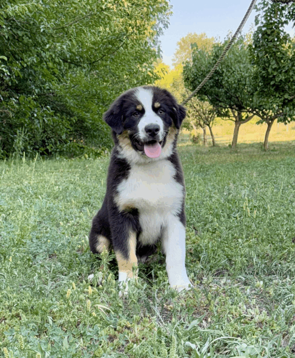 Adler-Male - Image 15