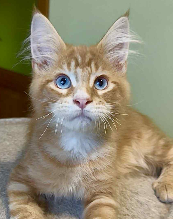 Matvey-Male