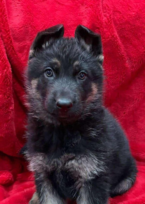 Hudson-Male