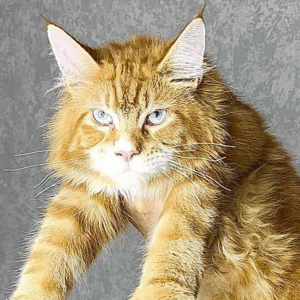 Matvey-Male