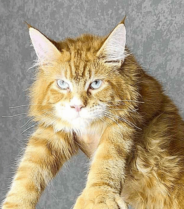 Matvey-Male