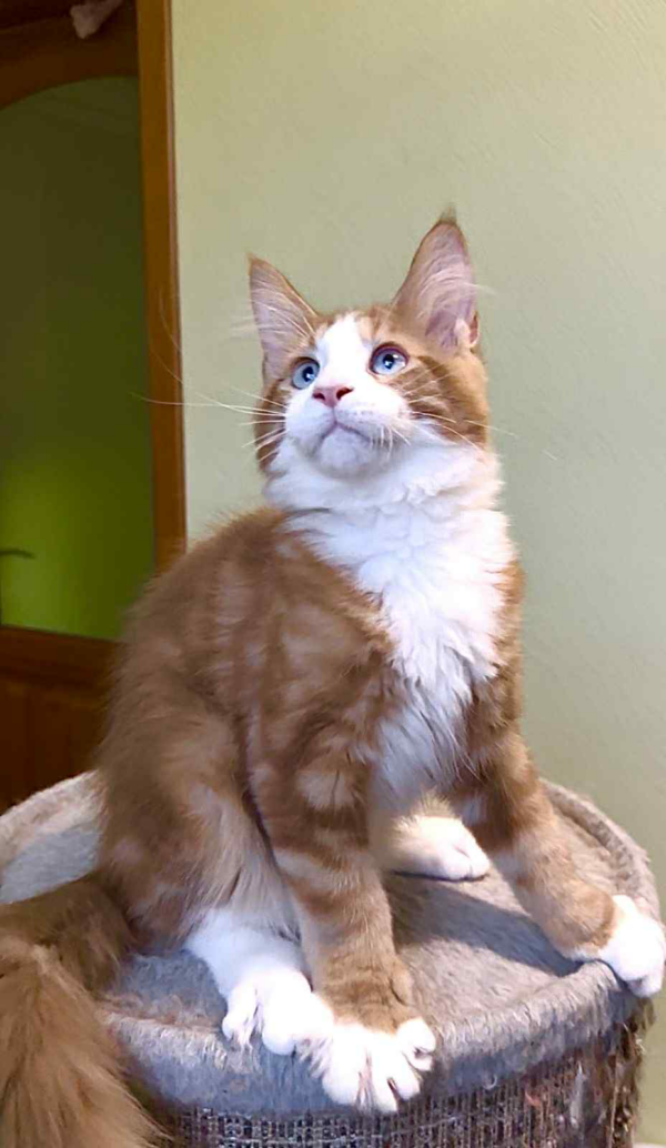 Max-Male - Image 4
