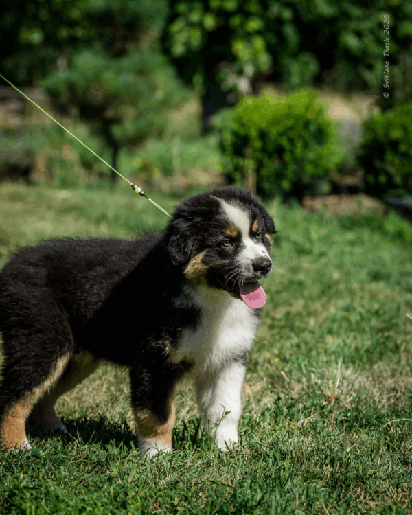 Adler-Male - Image 7