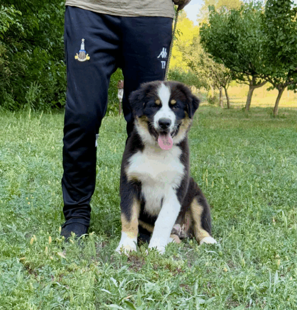 Adler-Male - Image 19