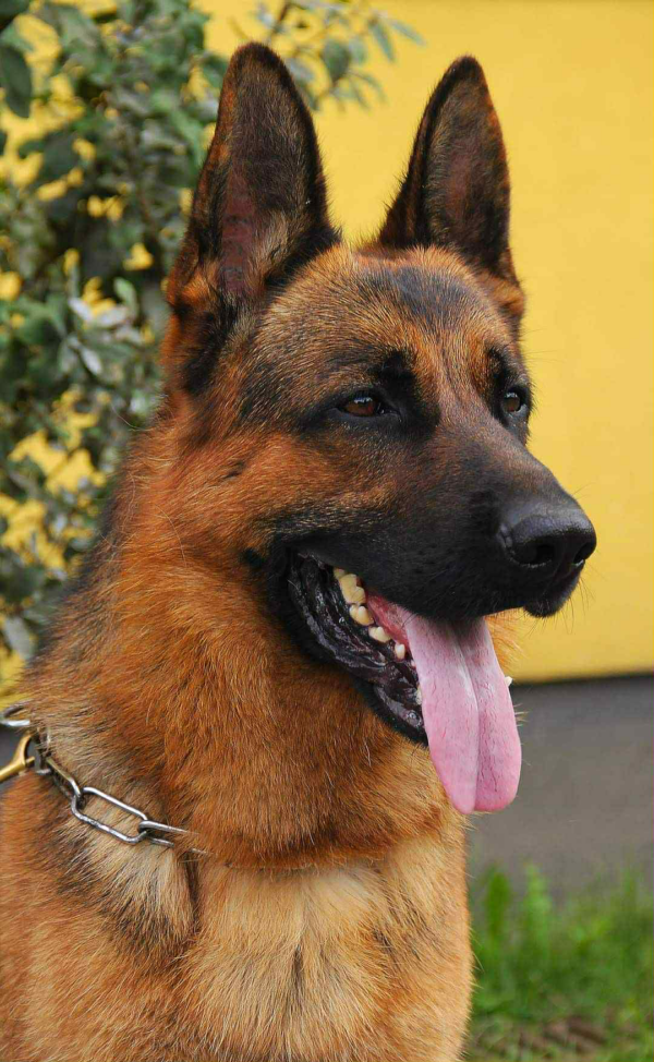 Rex-Male - Image 2