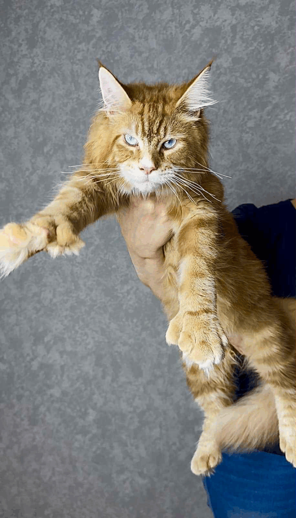 Matvey-Male - Image 7