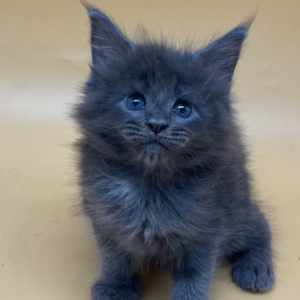 Breeze-Female