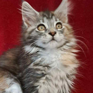 Betty-Female