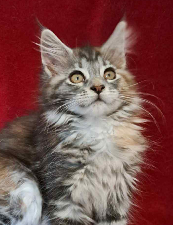 Betty-Female