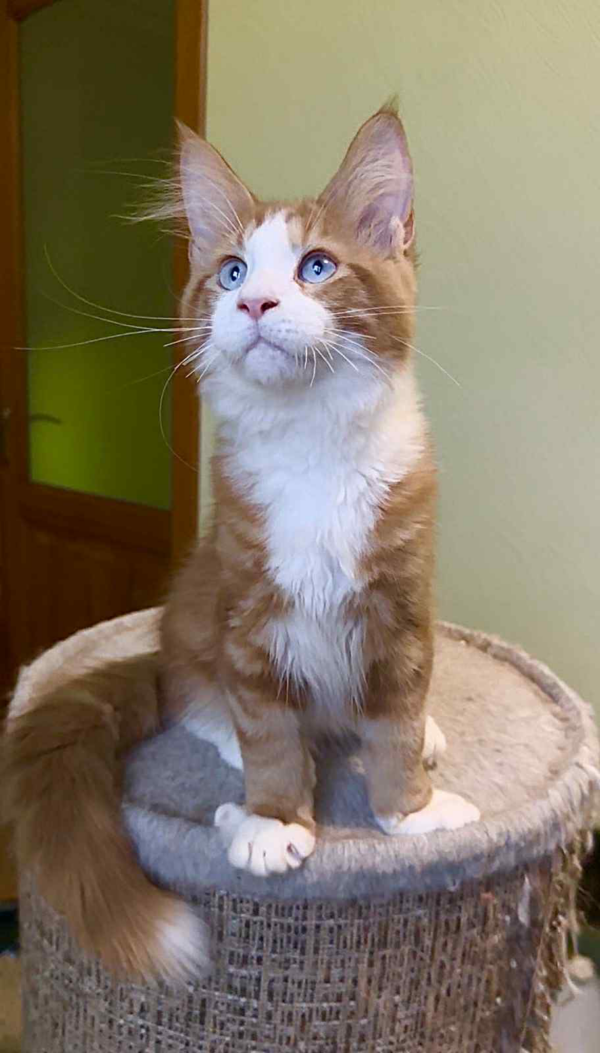 Max-Male - Image 3