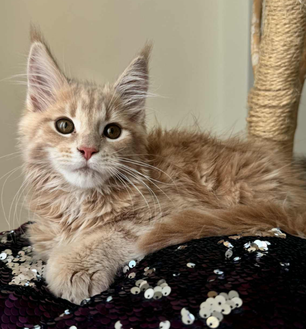 Maine Coon Kitten