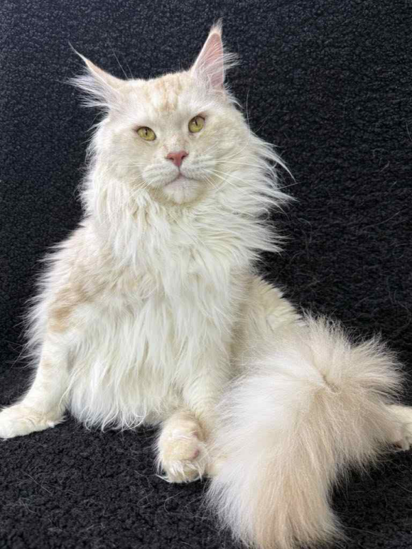 Lotos-Male - Image 2