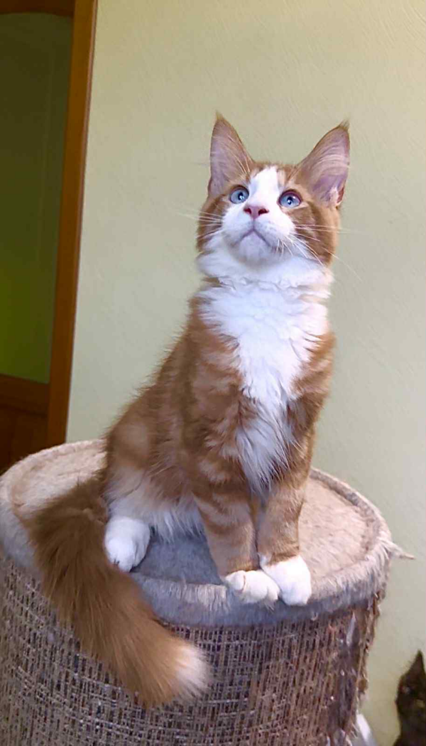 Max-Male - Image 5