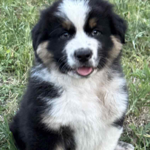 Adler-Male