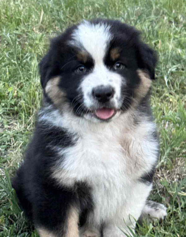 Adler-Male